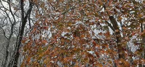 238-221(27-26)法華院温泉山荘1118_102424