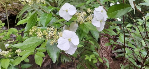 156-141(55-55)鹿川キャンプ場505_123114