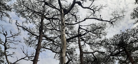 209-193(51-50)えびの高原キャンプ村503_142101