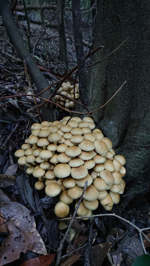 120-105(19-19)小文字山テン泊564S