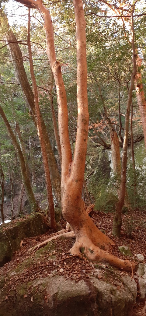 236-219(25-24)大崩山1104_072149