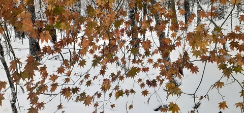 238-221(27-26)法華院温泉山荘1118_102439