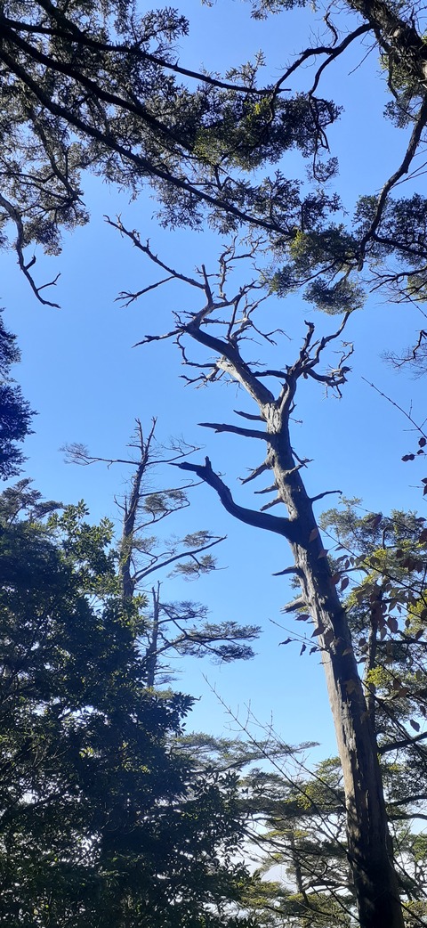 240-223(29-28)韓国岳1124_113049