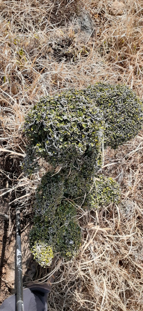 251-232(40-37)伽藍岳ゲリラキャン303_103933