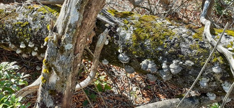 236-219(25-24)大崩山1104_113532