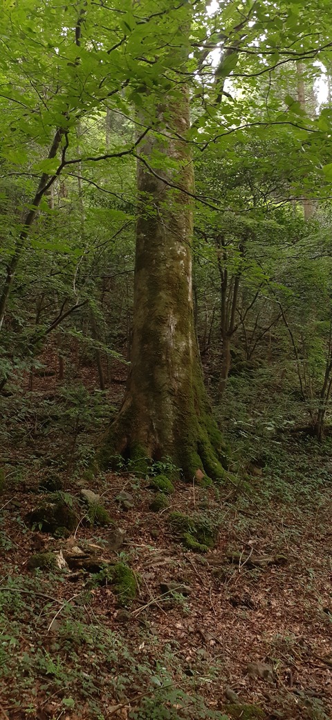 227-210(16-15)スノーピーク奥日田902_135101