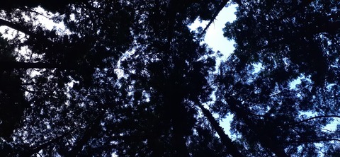276-256(13-12)八木山渓流公園1006_073734