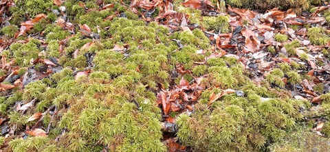 245-227(34-32)法華院温泉山荘103_102055