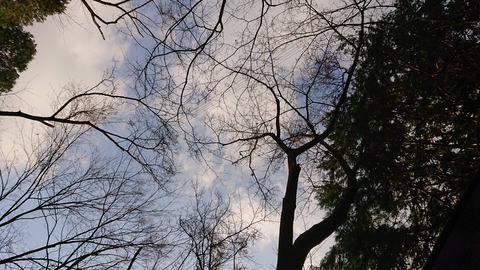 29-22昭和の森猫石サイト1066S