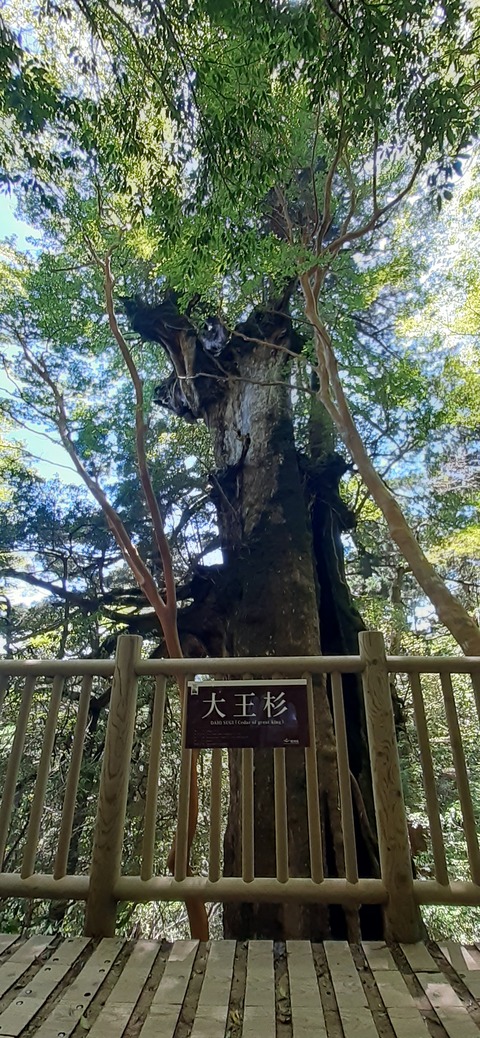 259-240(48-45)宮之浦岳新高塚小屋430_123858