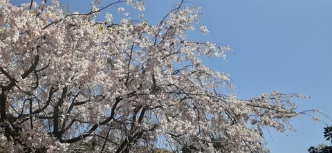 150-1345(49-49)吉井百年公園9_113507