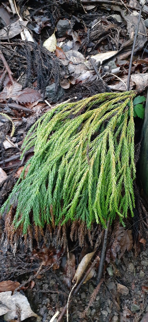 168-153(10-10)英彦山登山731_094112