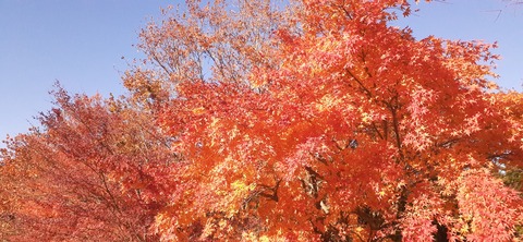 240-223(29-28)ひなもりキャンプ場1124_135228