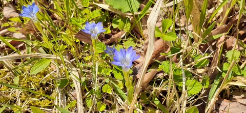 153-138(52-52)マゼノ 甲の瀬キャンプ村430_113354