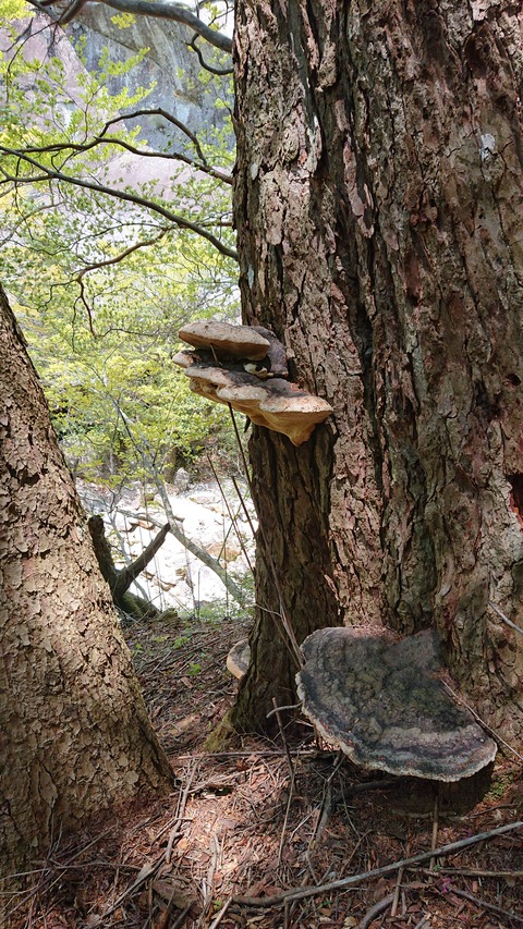 100-85(55-49)鹿川キャンプ場7060