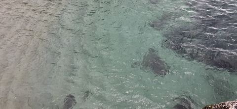 258-239(47-44)オーシャンビュー429_132243