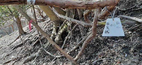 251-232(40-37)伽藍岳ゲリラキャン303_115718