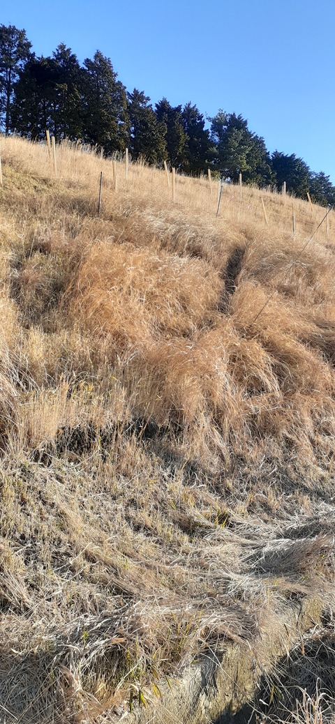 251-232(40-37)伽藍岳ゲリラキャン303_073626