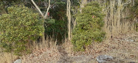 251-232(40-37)伽藍岳ゲリラキャン303_080913