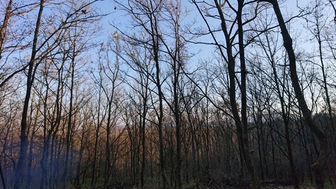 126-111(25-25)CAMP✕WOODS398