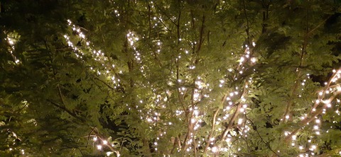 205-189(47-46)ラピュタファーム422_220326