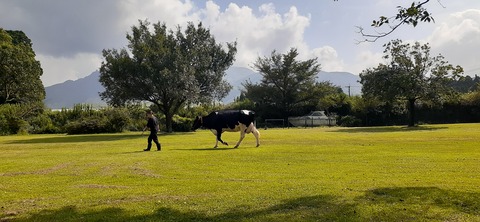 229-212(18-17)竹原牧場916_143616