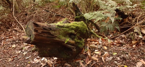 257-238(46-43)開聞岳428_071547