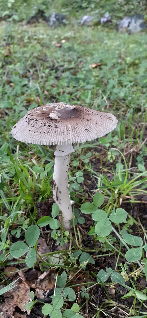 163-148(5-5)いもんころ626_082210