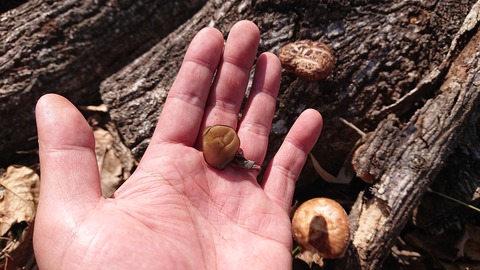 42-34家族旅行村安心院87S