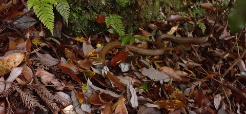 259-240(48-45)宮之浦岳新高塚小屋430_083636
