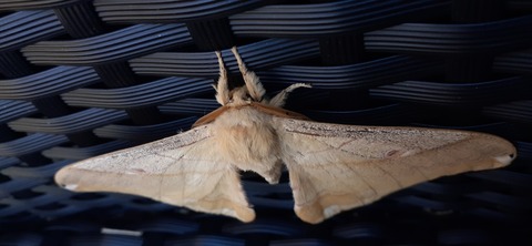 179-163(21-20)ゴンドーシャロレー7泊目1030_110802