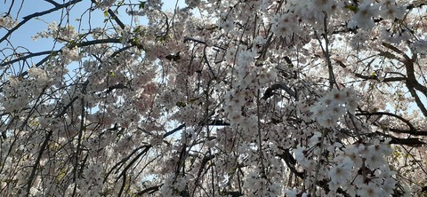150-1345(49-49)吉井百年公園9_151654