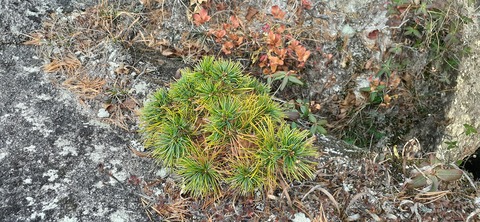 236-219(25-24)大崩山1104_140121