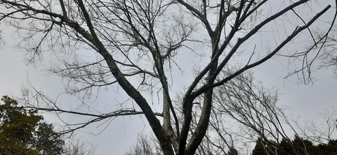 201-185(43-42)カワラテラス320_123838