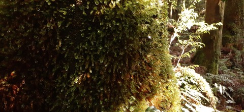 259-240(48-45)宮之浦岳新高塚小屋430_080954