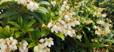 260-241(49-46)宮之浦岳淀川小屋501_115922