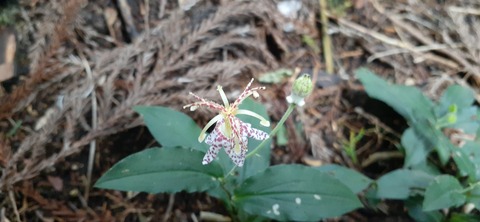 227-210(16-15)スノーピーク奥日田902_093350