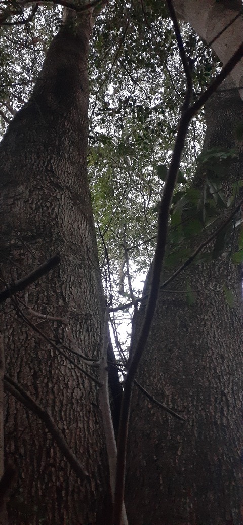 251-232(40-37)大坂山障子ヶ岳218_065748