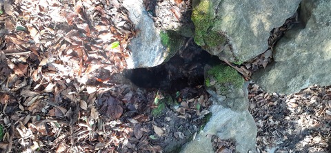 251-232(40-37)伽藍岳ゲリラキャン303_092936