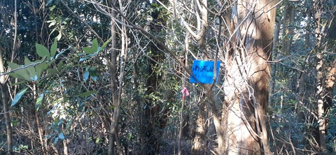 251-232(40-37)大坂山障子ヶ岳218_100217