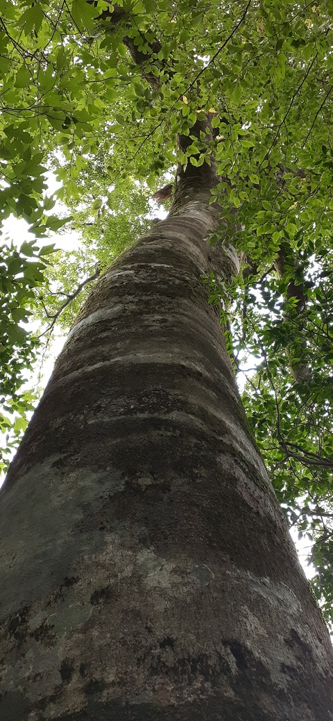 227-210(16-15)スノーピーク奥日田902_125935