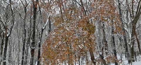 238-221(27-26)法華院温泉山荘1118_102414