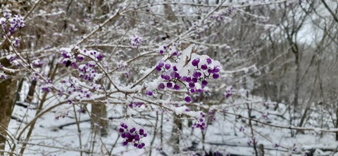 238-221(27-26)法華院温泉山荘1118_102749