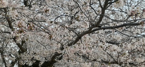 255-236(44-41)平尾台405_081635