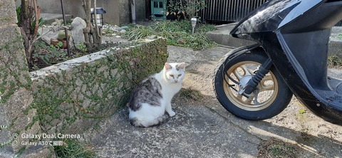 131-116(30-30)大島津和瀬キャンプ場15414