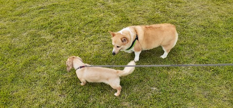 220-203(9-8)ゴンドーシャロレー723_101238