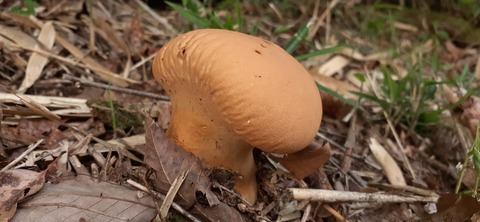 215-199(4-4)YUNOMORI CAMP SITE617_180737