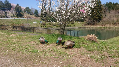 42-34家族旅行村安心院52S