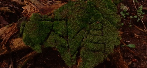 224-207(13-12)祖母山9合目山小屋817_085006