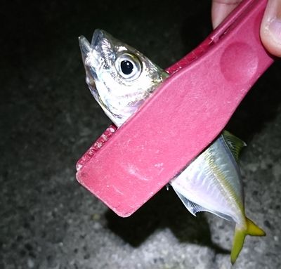 淡路尾崎漁港 アジング調査 フィッシング流法 釣れない徒然日記